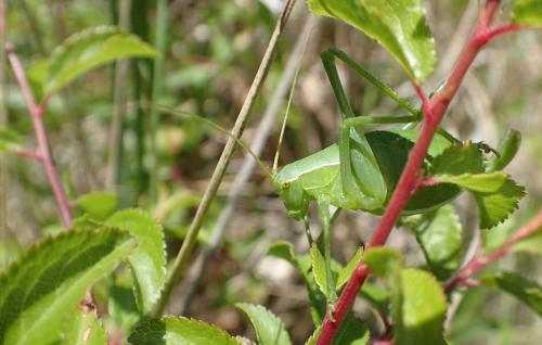 Réf. 180 179 : Isophya pyrenaea